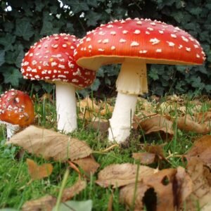 Amanita Muscaria UK