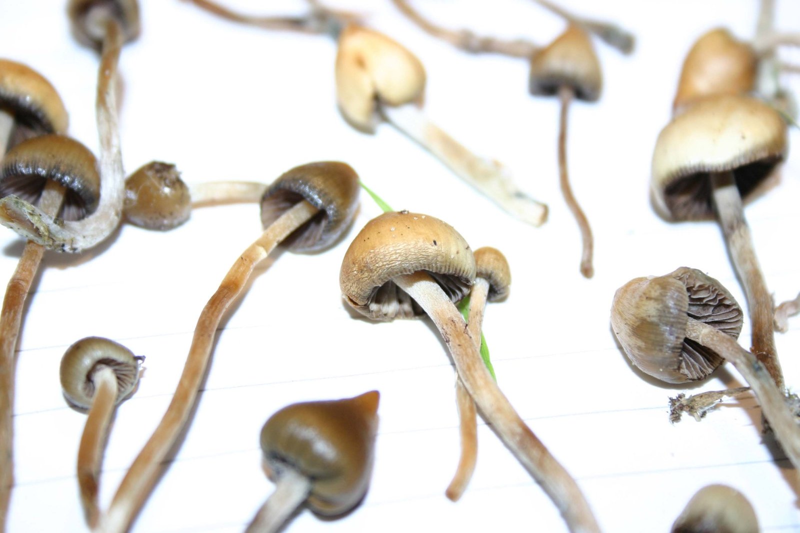 Buy-Liberty-caps-1-scaled-1.jpg