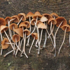 Pholiotina Cyanopus For Sale