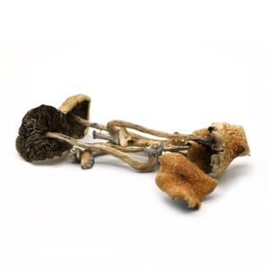 Golden Teacher-silver line magic mushrooms
