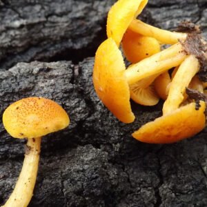 Gymnopilus Luteoviridis For Sale