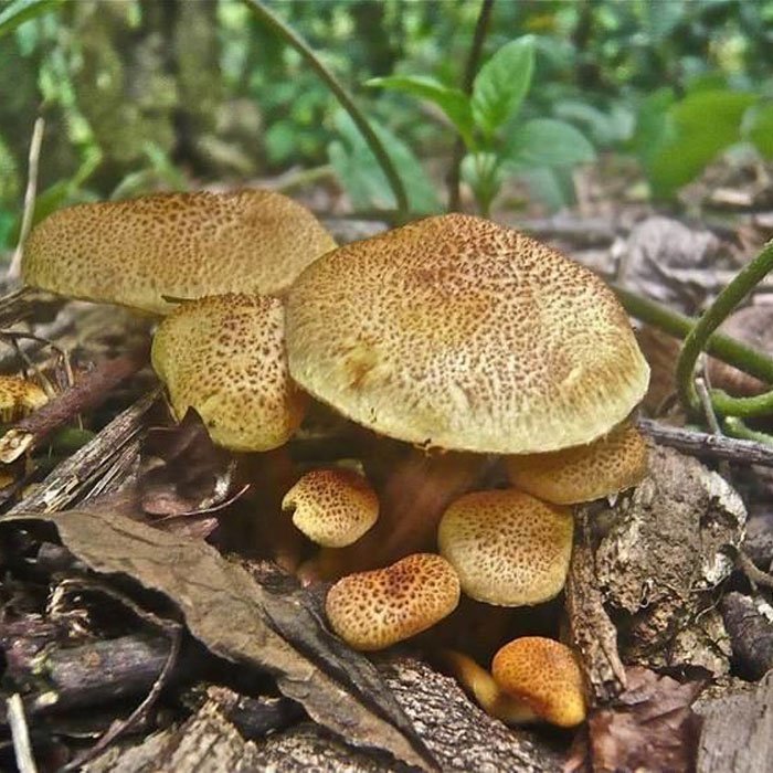 Gymnopilus-aeruginosus.jpg