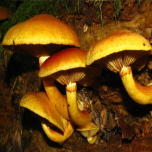 Gymnopilus Luteus For Sale