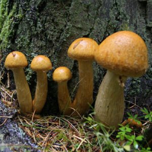 Gymnopilus Viridans For Sale