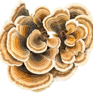 Turkey Tail Mushroom-silverlinemagicmushrooms