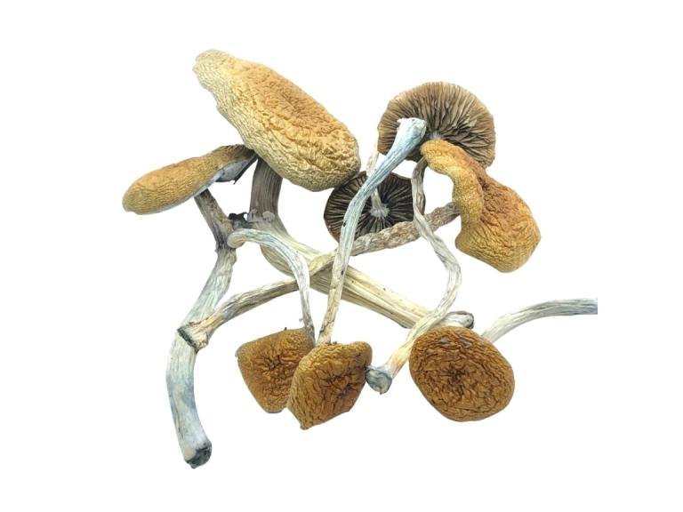 Mazatapec-mushrooms-bluegoba.jpeg