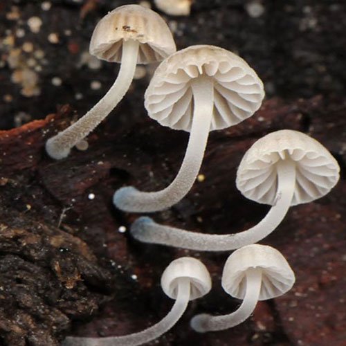Mycena-cyanorrhiza.jpg