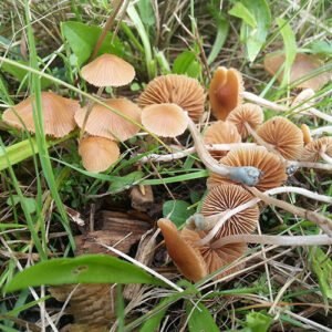 Buy Pholiotina Smithii