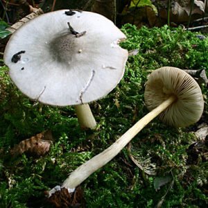 Buy Pluteus Salicinus