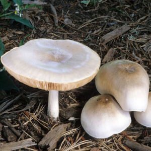 Buy Pluteus Nigroviridis