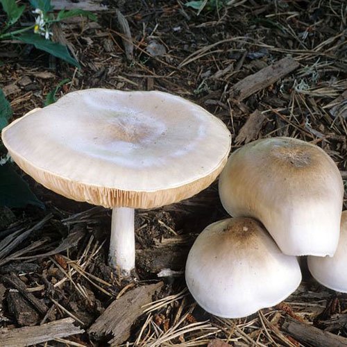 Pluteus-nigroviridis.jpg