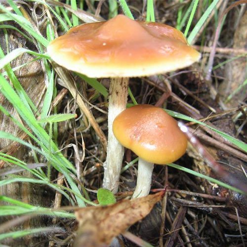 Psilocybe-subaeruginosa.jpg