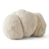 lion's mane mushroom uk-silverlinemagicmushrooms