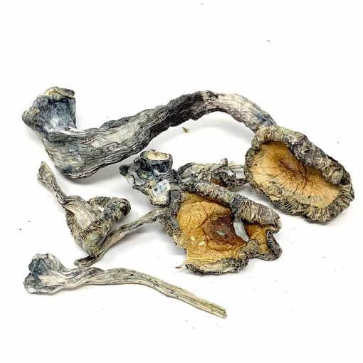 blue-meanies-magic-mushrooms-for-sale-canada-02.jpg