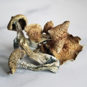 Inocybe Aeruginascens