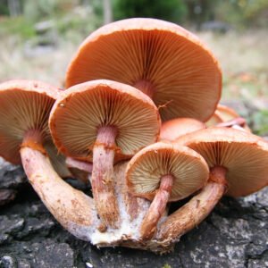 Gymnopilus Luteofolius For Sale