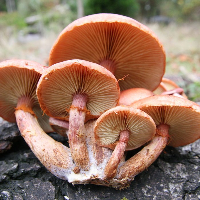 gymnopilus-luteofolius.jpg