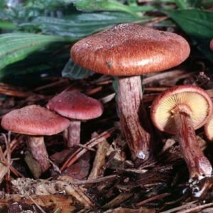 Gymnopilus Purpuratus For Sale