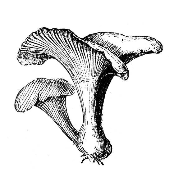 silverlinemagicmushrooms
