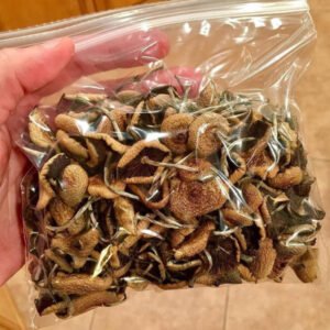 Magic Mushroom Spores