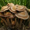 Buy Panaeolus Cinctulus