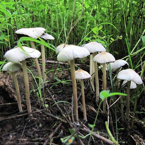 panaeolus-cyanescens.jpg