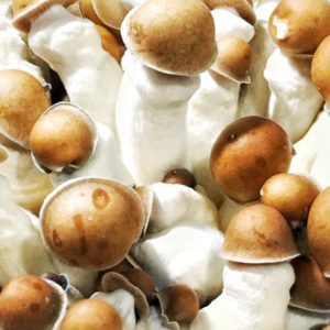 buy Albino P.E Mushroom