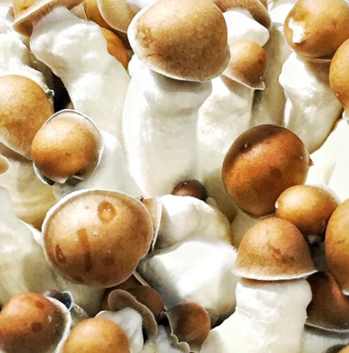 penis-envy-spores-1.png