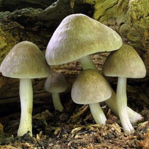 Buy Pluteus Villosus