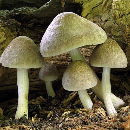 pluteus-villosus.jpg