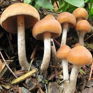 Buy Psilocybe Allenii