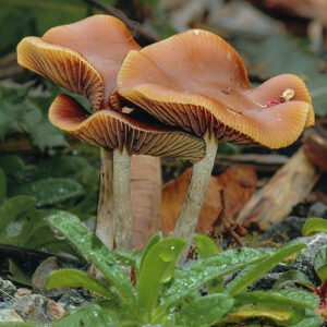 Buy Psilocybe Azurescens