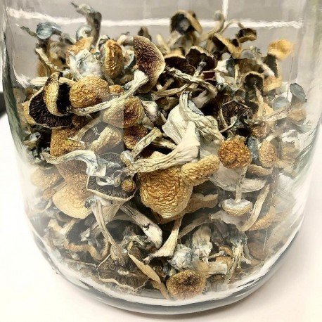 psilocybe-azurescens1.jpg