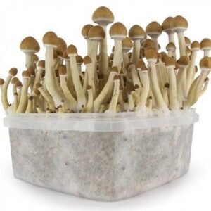 B+ Magic Mushroom