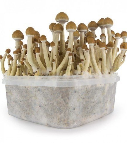 psilocybe-cubensis-b.jpg