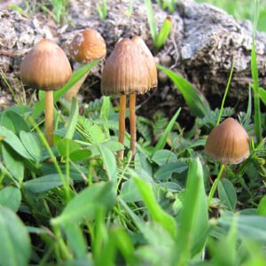 Buy Psilocybe Mexicana