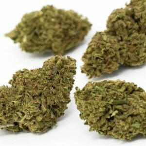 Blue Cheese Strain-silverlinemagicmushrooms